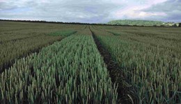 Huggate Monitor Farm Meeting – Nitrogen: How low can you go? 